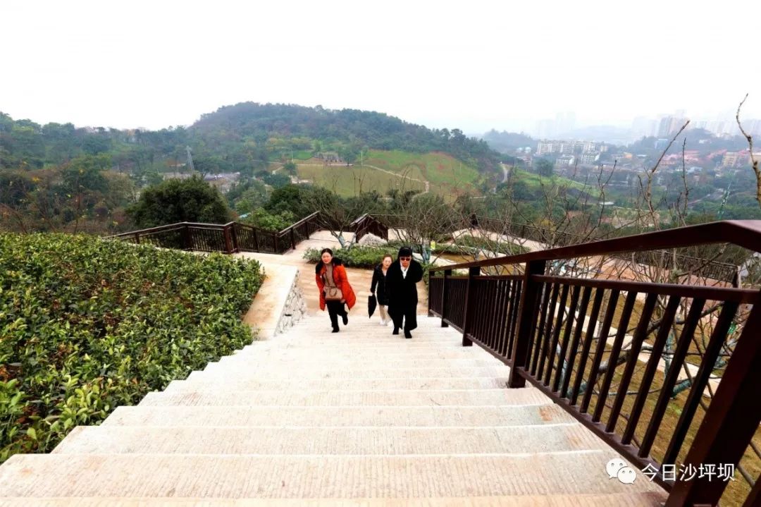 柚子,柑橘种满了各类果树在步道两旁人生路山城步道起于歌乐山缆车站