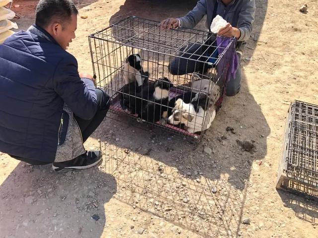 原创黑白相间的串串幼犬一点不比国外犬差不少买主都喜欢