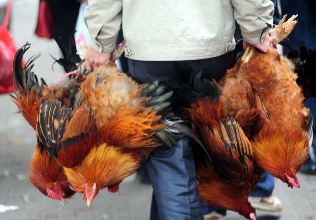 磨完了刀,当然得试试刀,这就得说到一句年俗,叫:"腊月二十七,宰鸡赶大