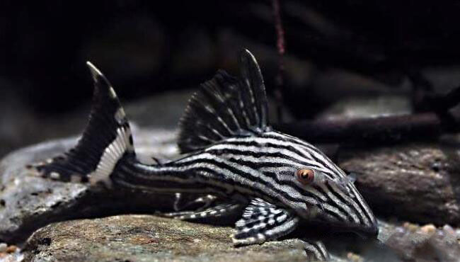 食木甲鲶鱼,真的是能咬木材为食的鱼?_亚马逊