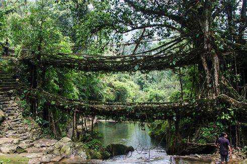 原创印度种出来的树桥同时可容纳50个人现已要绝迹