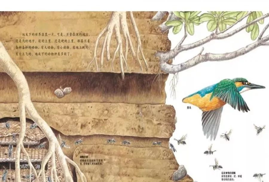 有声绘本地底下的动物真实呈现了地下表层土壤中的自然生态