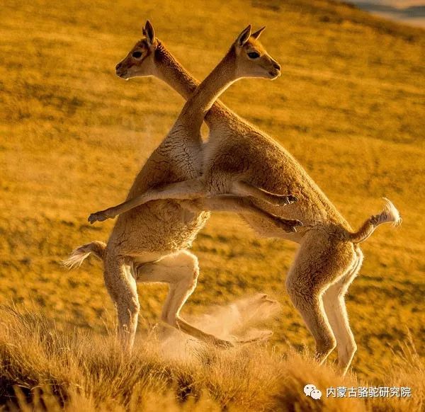 世界最可爱战斗两美洲驼为争夺领地打架似拥抱