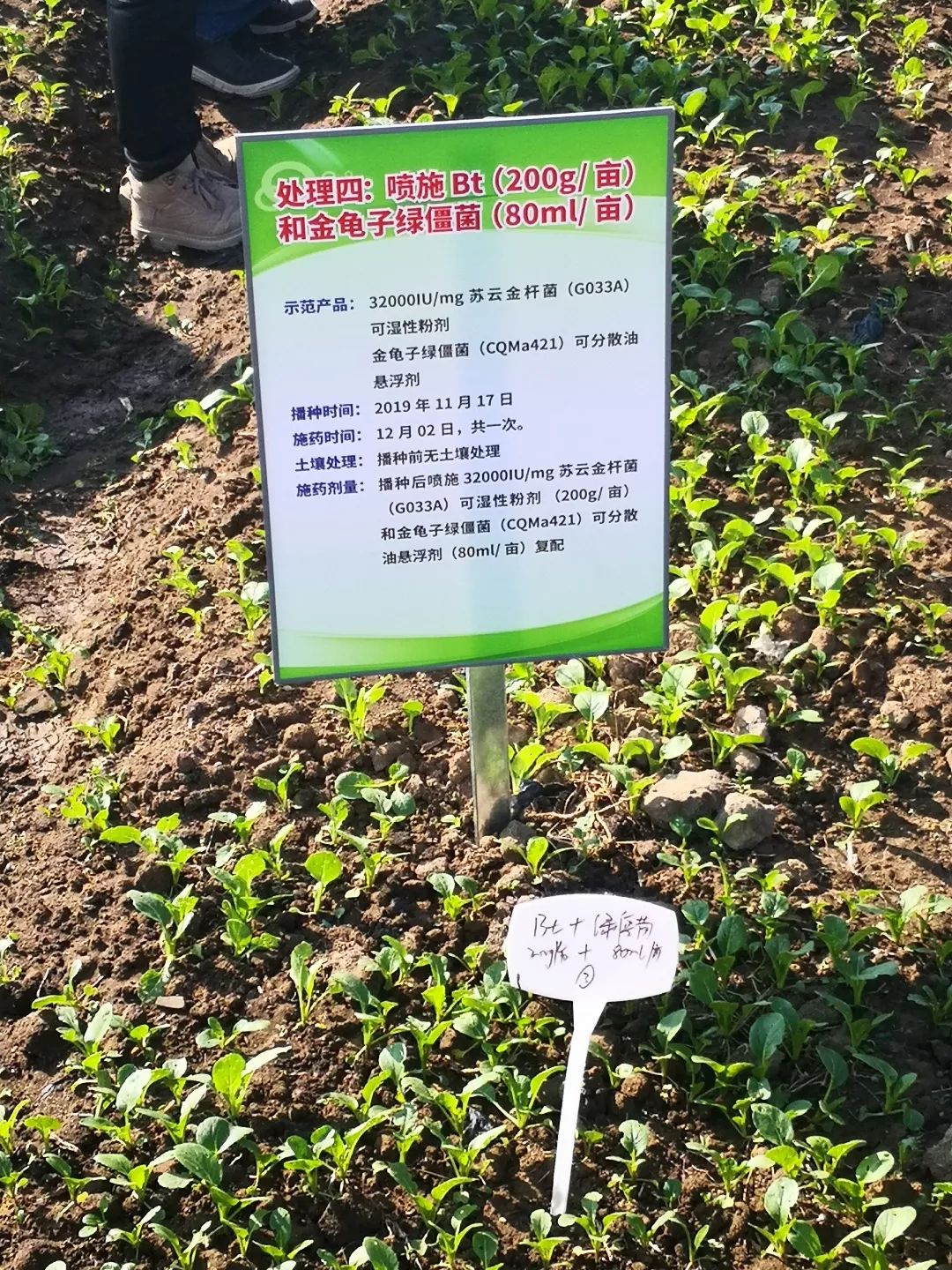 不久后香港市民就可以吃上由绿僵菌421防控的蔬菜了