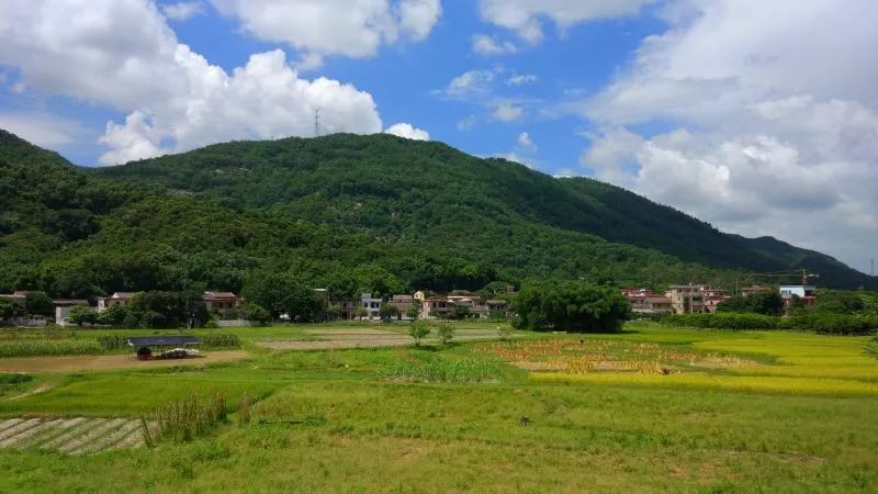 首批国家森林乡村名单出炉_南村