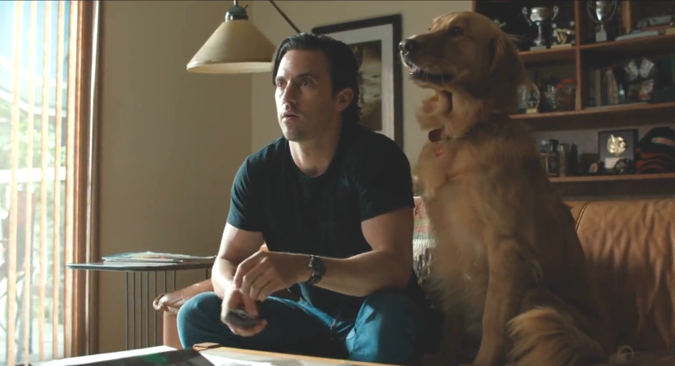 我在雨中等你因为一条狗的存在让人明白了陪伴的意义