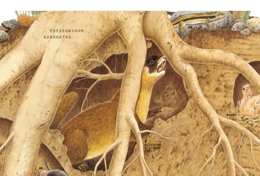 有声绘本地底下的动物真实呈现了地下表层土壤中的自然生态