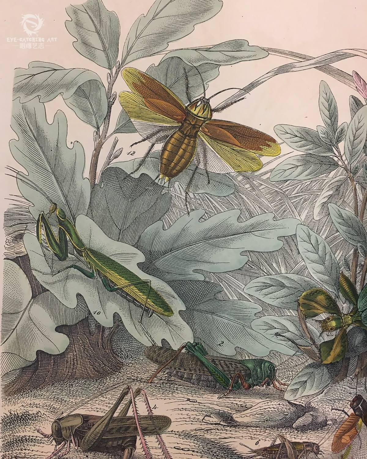 原创科学与美并重来自经典书籍中的生物插画