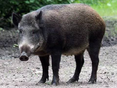 日本的猪居然能泛滥成灾