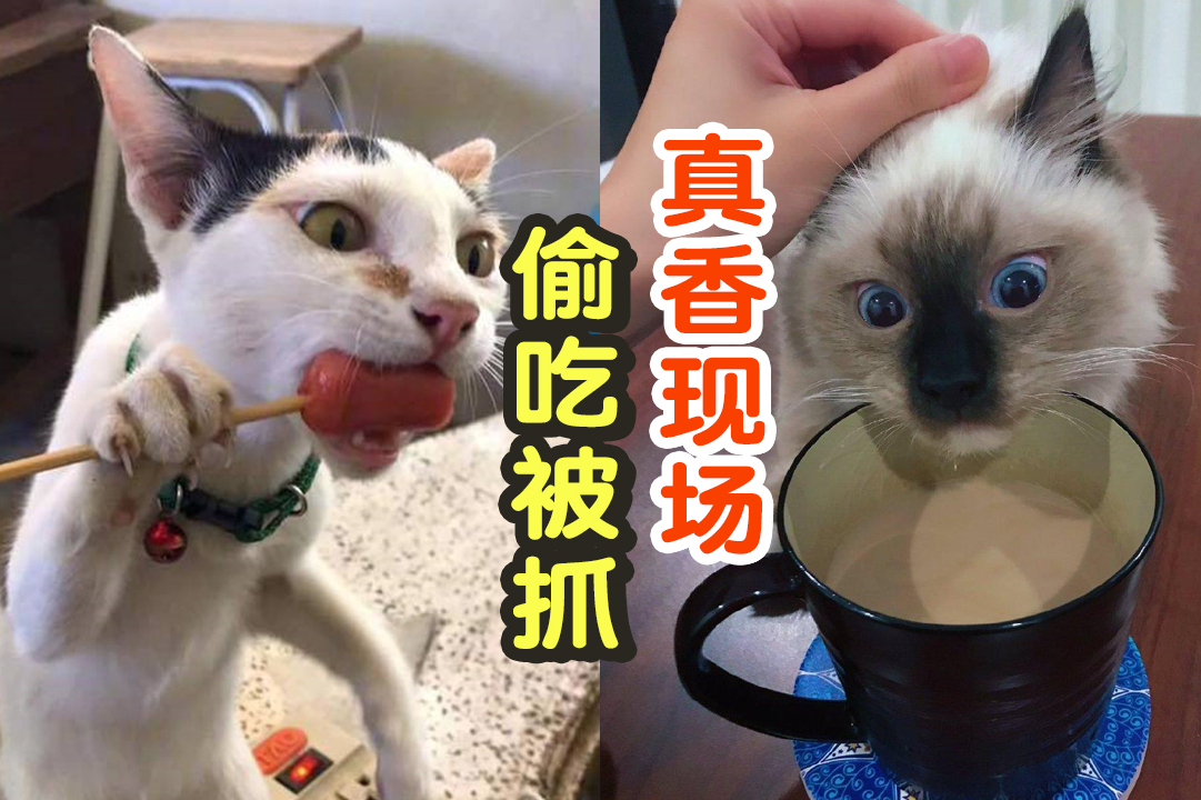 猫咪偷吃大型被抓现场喵星人人类的食物真香呀