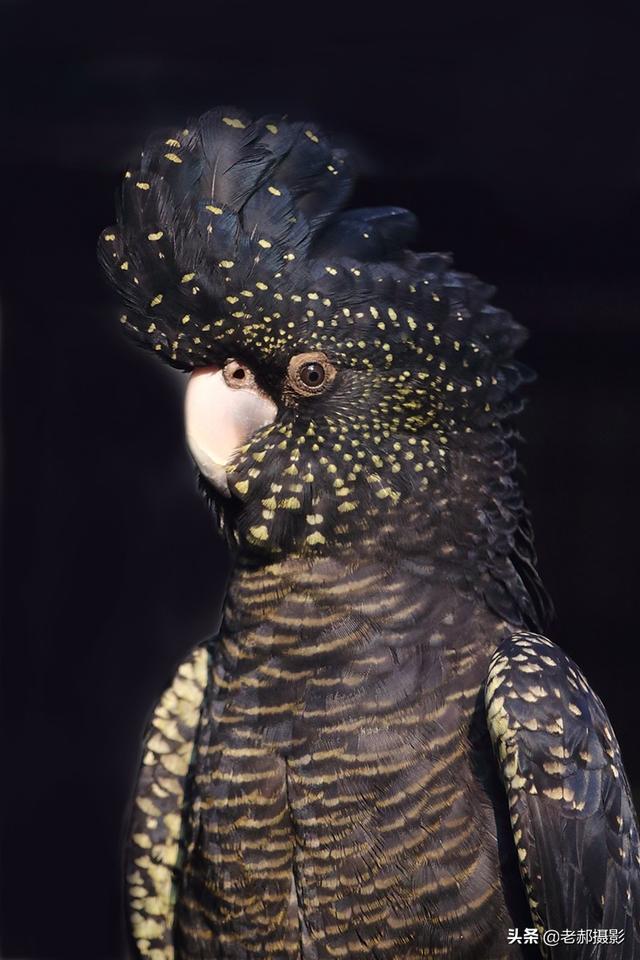 头戴凤冠身披星星红红的尾巴能开屏