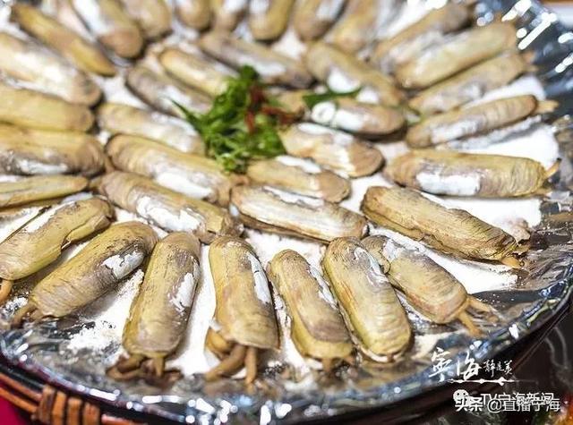 宁海人你的长街蛏子上线了赶紧来宠它