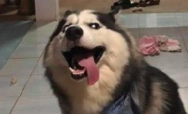 网友教育犯错的哈士奇,它却对主人翻白眼,这表情和眼神太贱了!_宠物