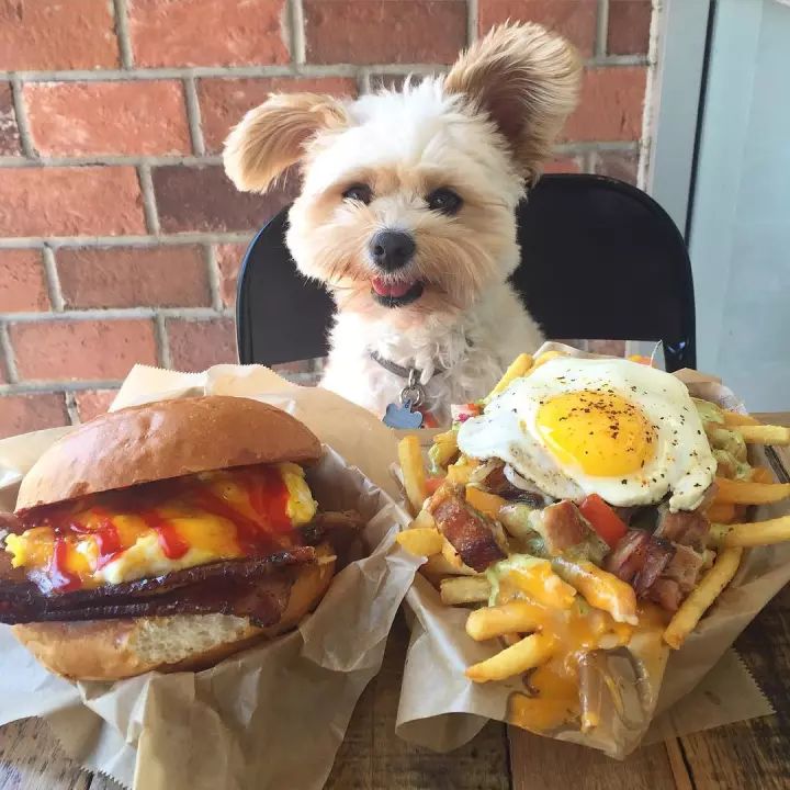 真是令人羡慕的狗生享尽天下美食