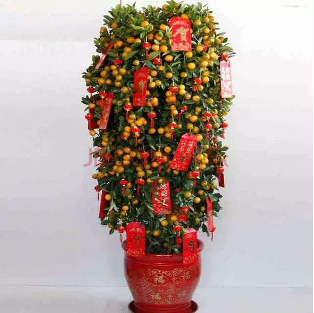 分享6种鲜花盆栽送上我们的新春祝福