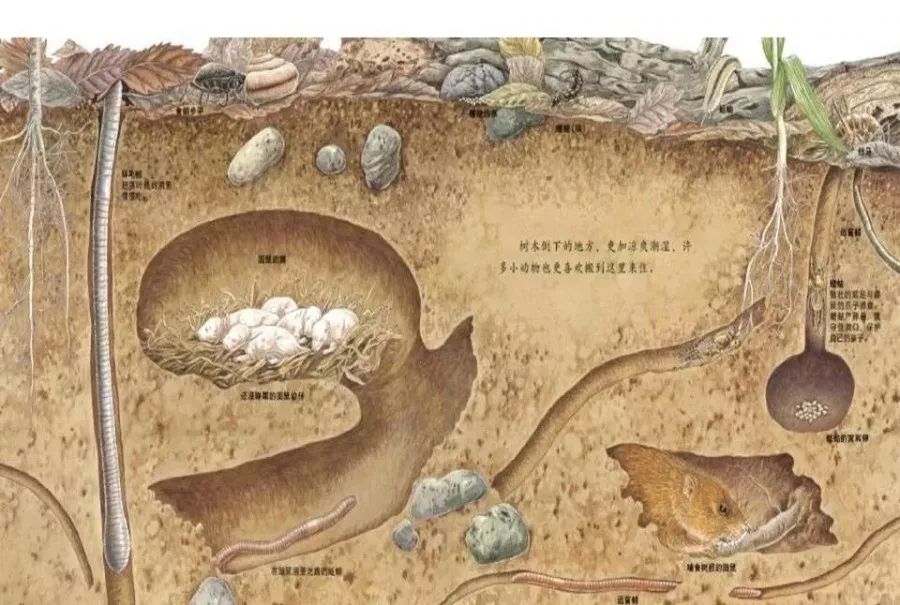 有声绘本地底下的动物真实呈现了地下表层土壤中的自然生态