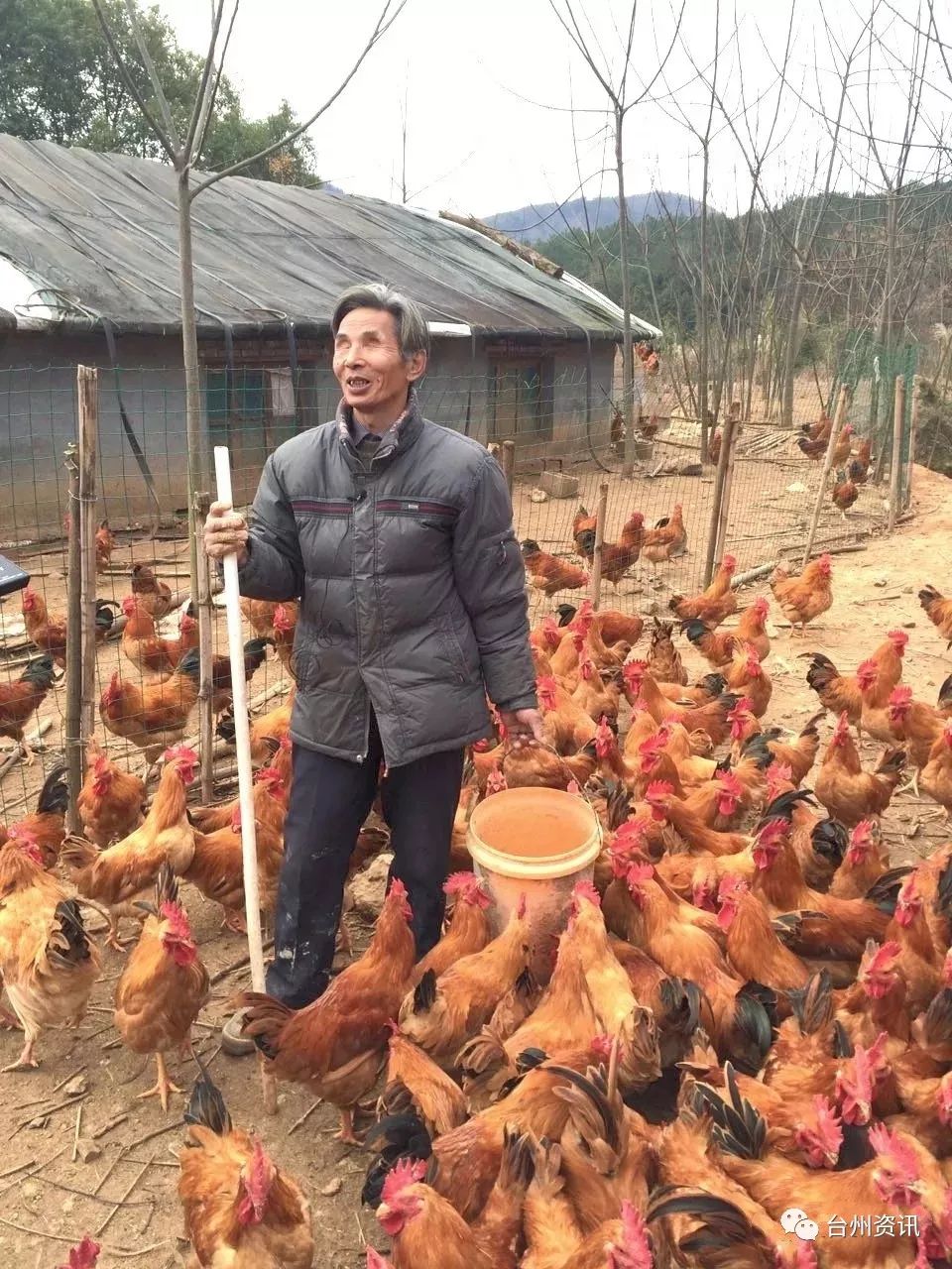 (今日播报)春节到了,天台双目失明老人还有3000多只放养鸡待销售