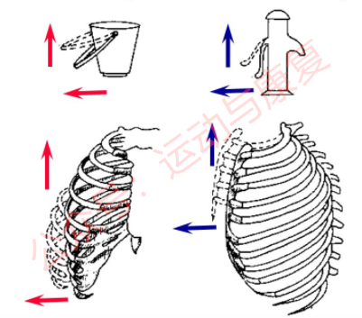 「运动康复」斜角肌 — 呼吸杀手_肋骨