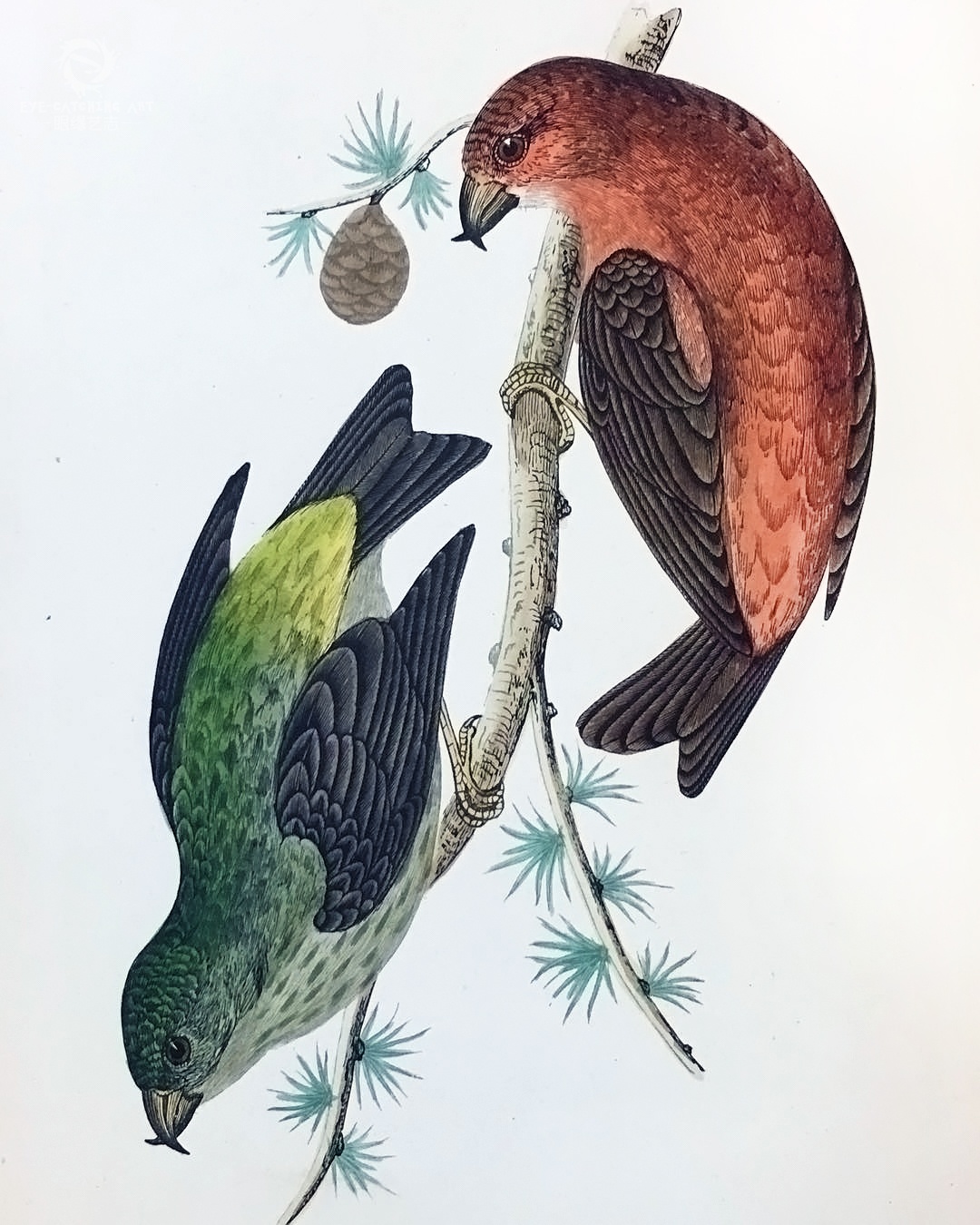 原创科学与美并重来自经典书籍中的生物插画