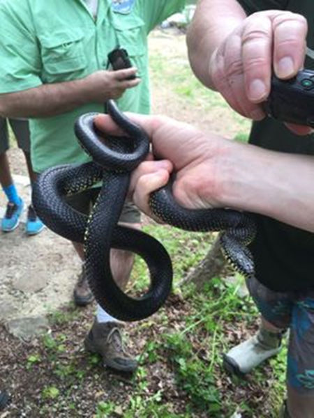 女子野外探险偶遇黑王蛇霸气的外表却不料性情温和