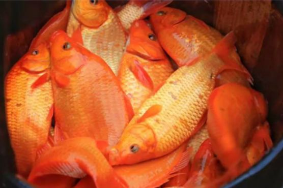 央视有礼年年有鱼丨有一种中国红就叫婺源吉祥