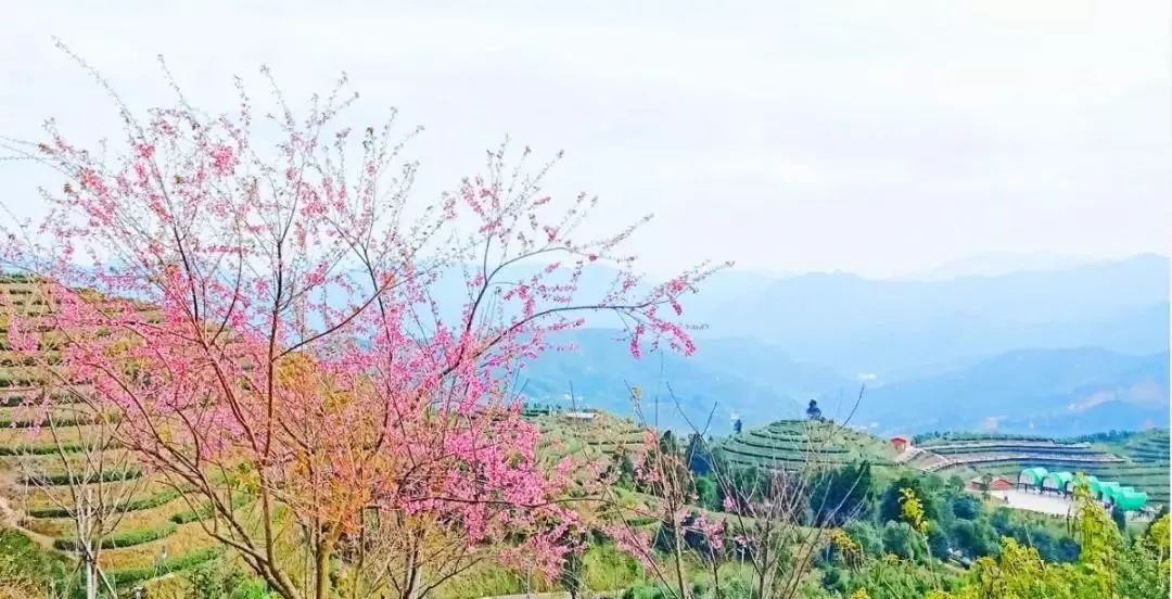 美爆了漳州竟然藏着一个樱花仙境上万株浪漫樱花齐放俘获你的少女心