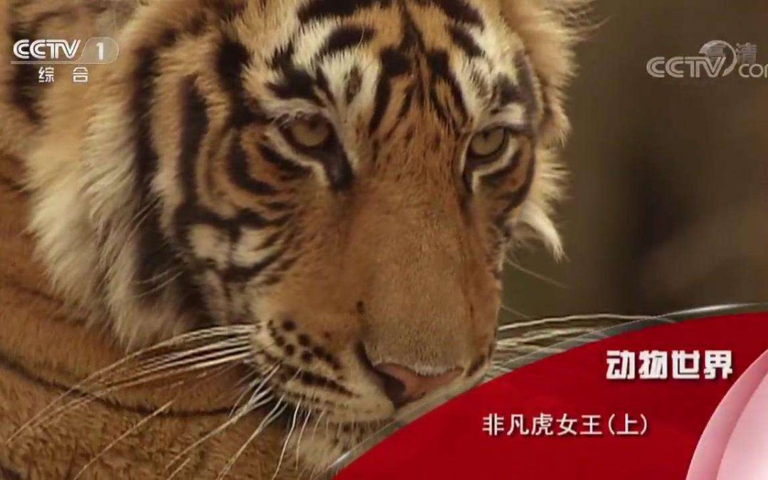 纪录片商业价值年度盘点真实的价值