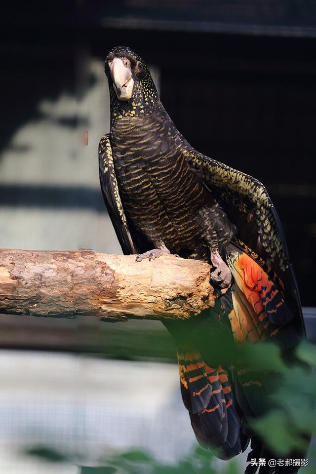 头戴凤冠身披星星红红的尾巴能开屏