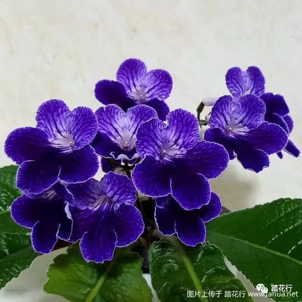 叶少花多的堇兰