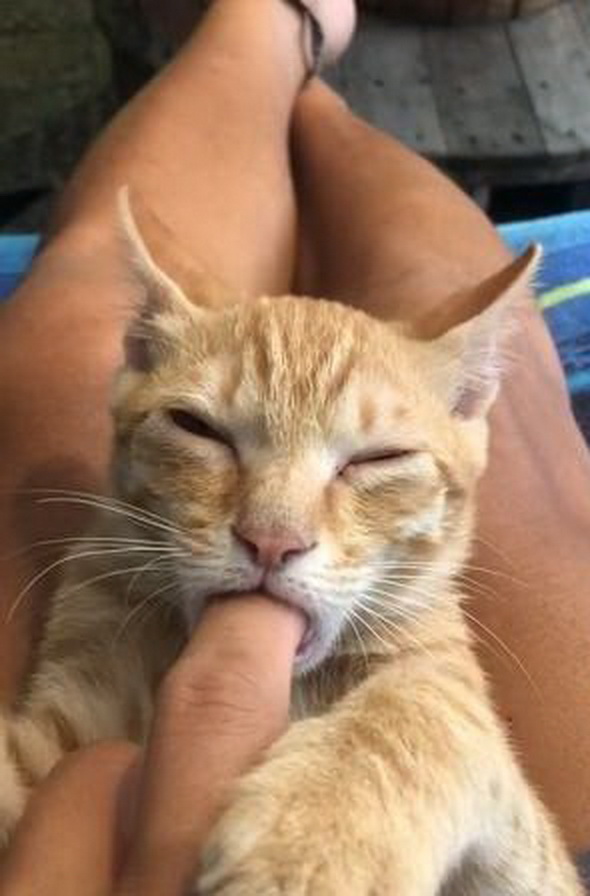 原创四个月大猫咪有怪癖喜欢吮着主人手指睡觉以此来获取安全感