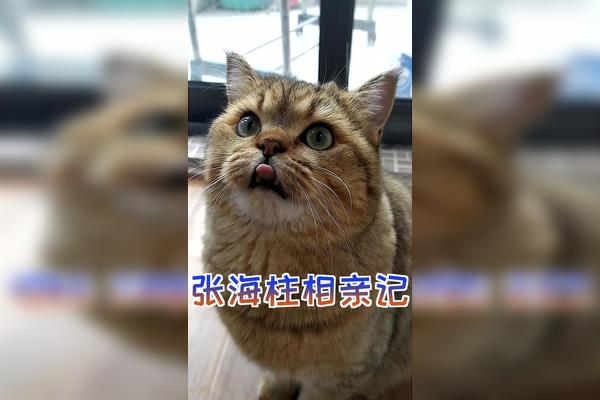 喵星人张海柱相亲记张式养猫