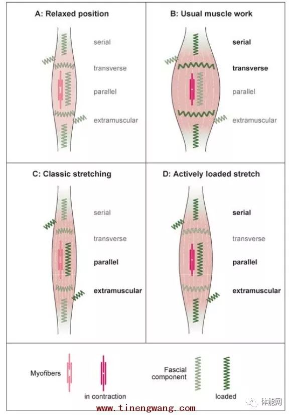 筋膜的解剖,生理功能和训练方法