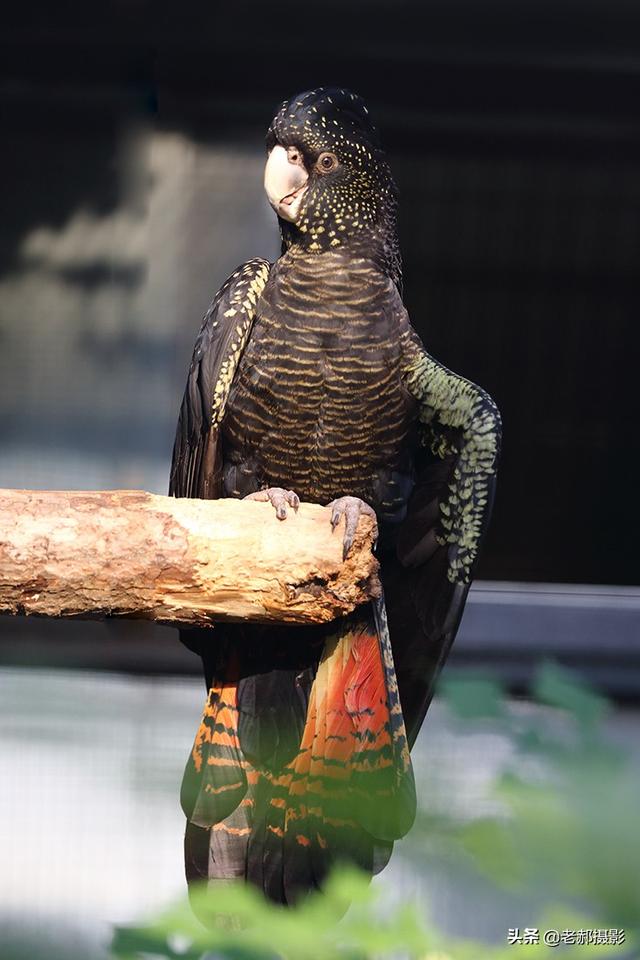 头戴凤冠身披星星红红的尾巴能开屏