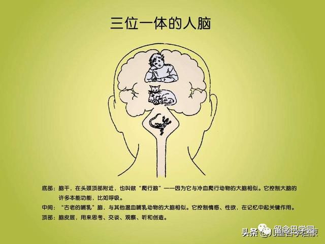 情绪脑2020养育高智商高情商的孩子