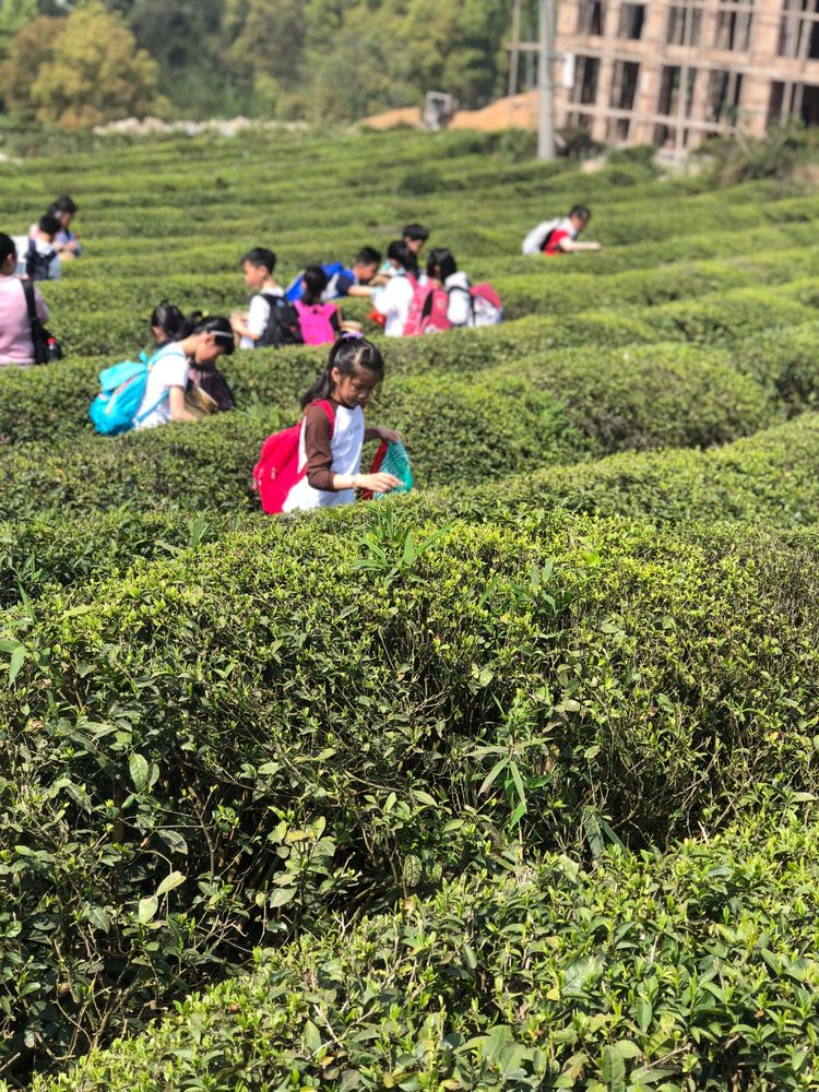 莫干山蚕乐谷之行趣春游乐翻天回澜小学302班
