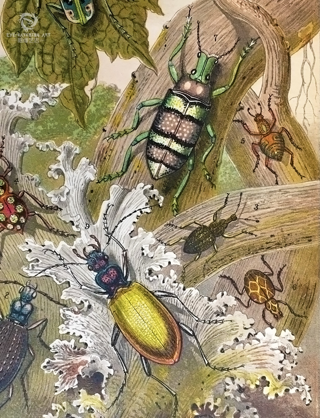 原创科学与美并重来自经典书籍中的生物插画