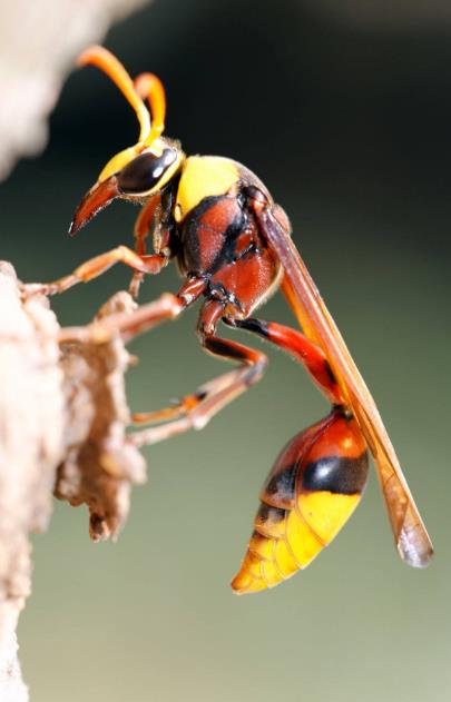 朗格多克飞蝗泥蜂图片