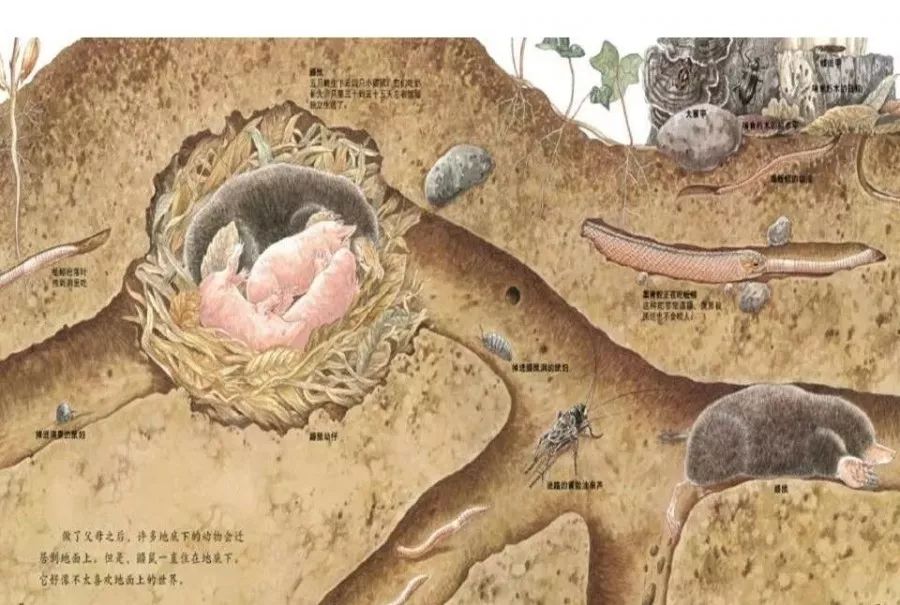 有声绘本地底下的动物真实呈现了地下表层土壤中的自然生态