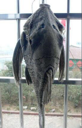 食木甲鲶鱼,真的是能咬木材为食的鱼?_亚马逊