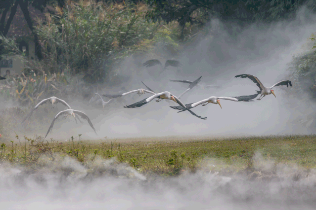 此外,长隆飞鸟乐园还有百鸟飞歌,飞鸟奇域,湿地精灵秀等多个科普课堂