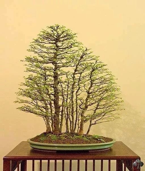 欣赏丛林盆景这样玩树多力量大直干也不怕