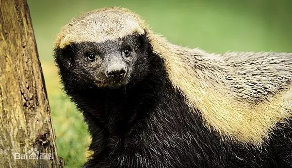 百度百科据阿里方面介绍,"hhb"有两重含义,一是happy honey badger