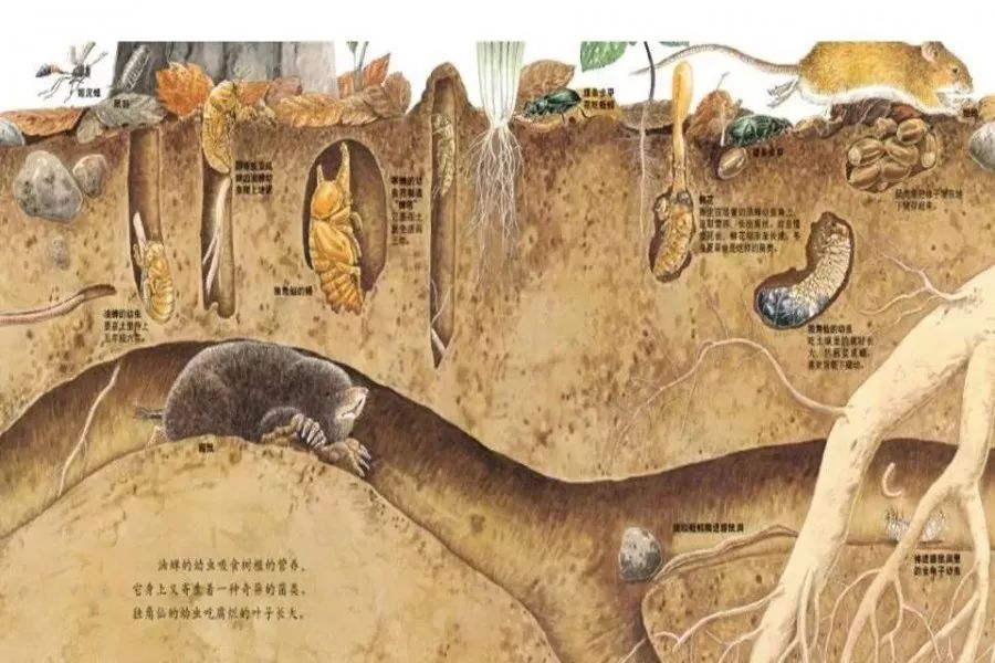 有声绘本地底下的动物真实呈现了地下表层土壤中的自然生态