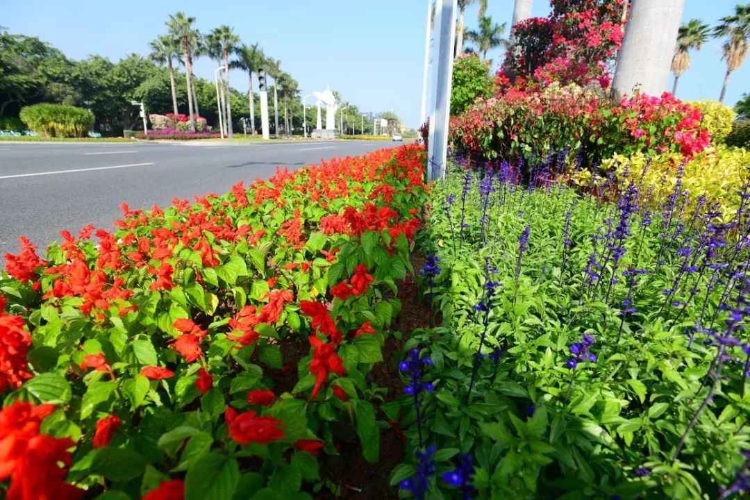 公路绿化花卉品种图片