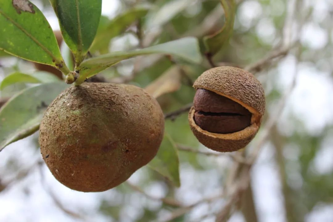好山好水出好油——石壁南牛山山柚油是您上佳的选择