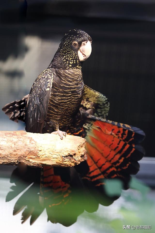 头戴凤冠身披星星红红的尾巴能开屏