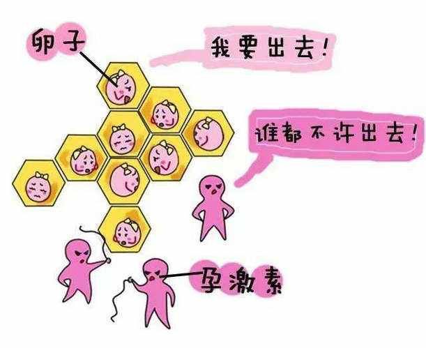 动不动就说内分泌失调你查性激素六项了吗