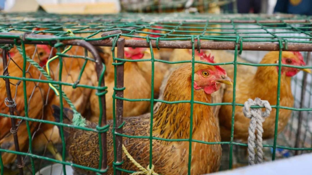 注意!上海市即将实行季节性暂停活禽交易