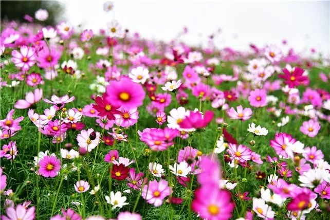 东莞格桑花花海图片