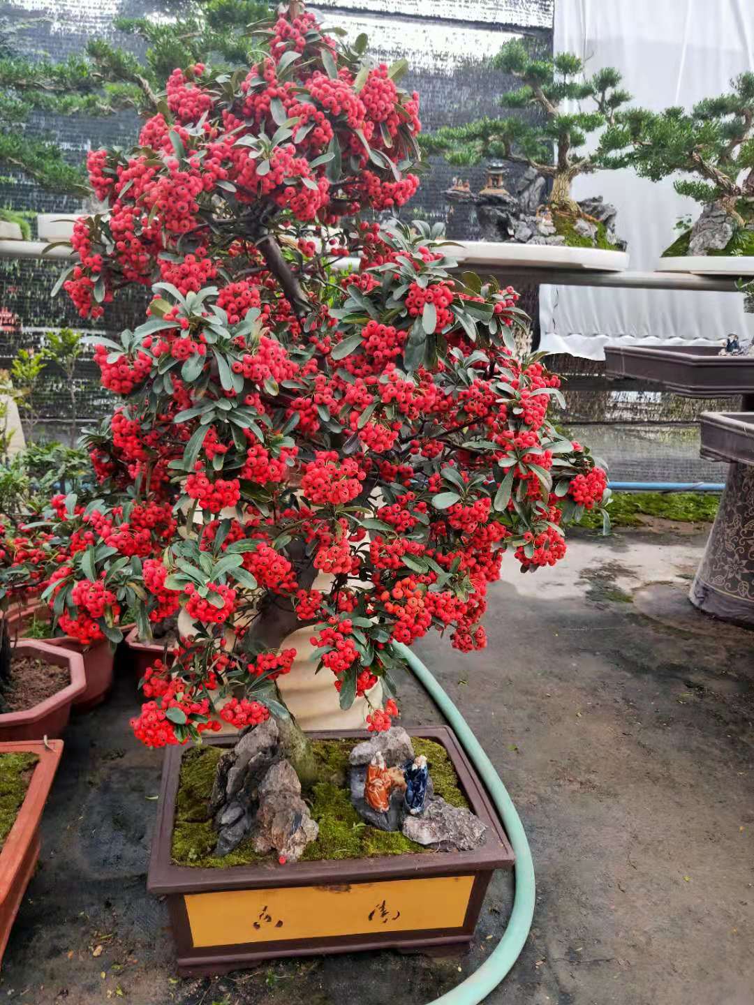 冬天可赏的不止梅花,还有满堂红!